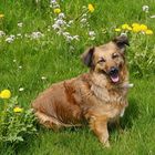 Lisa in der Blumenwiese