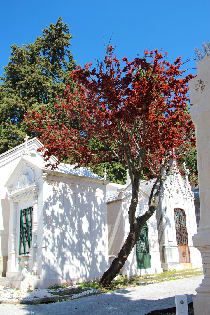 Lisabon Friedhof Baum 2014