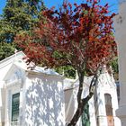 Lisabon Friedhof Baum 2014