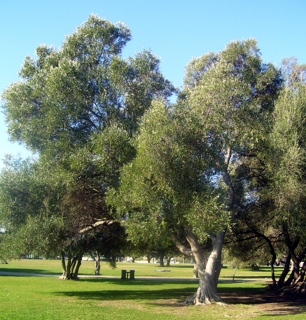 Lisboa: Riesiger Olivenbaum