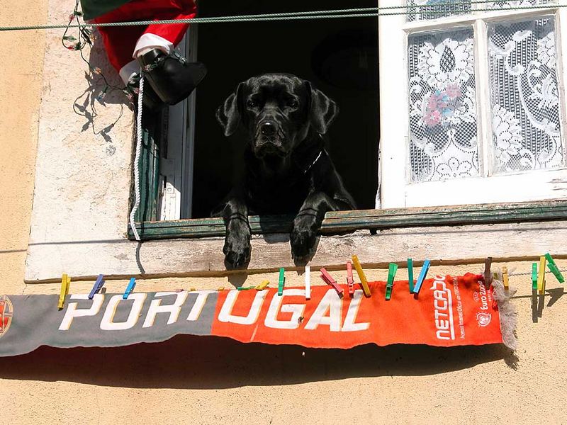 Lisboahund-Lisbondog