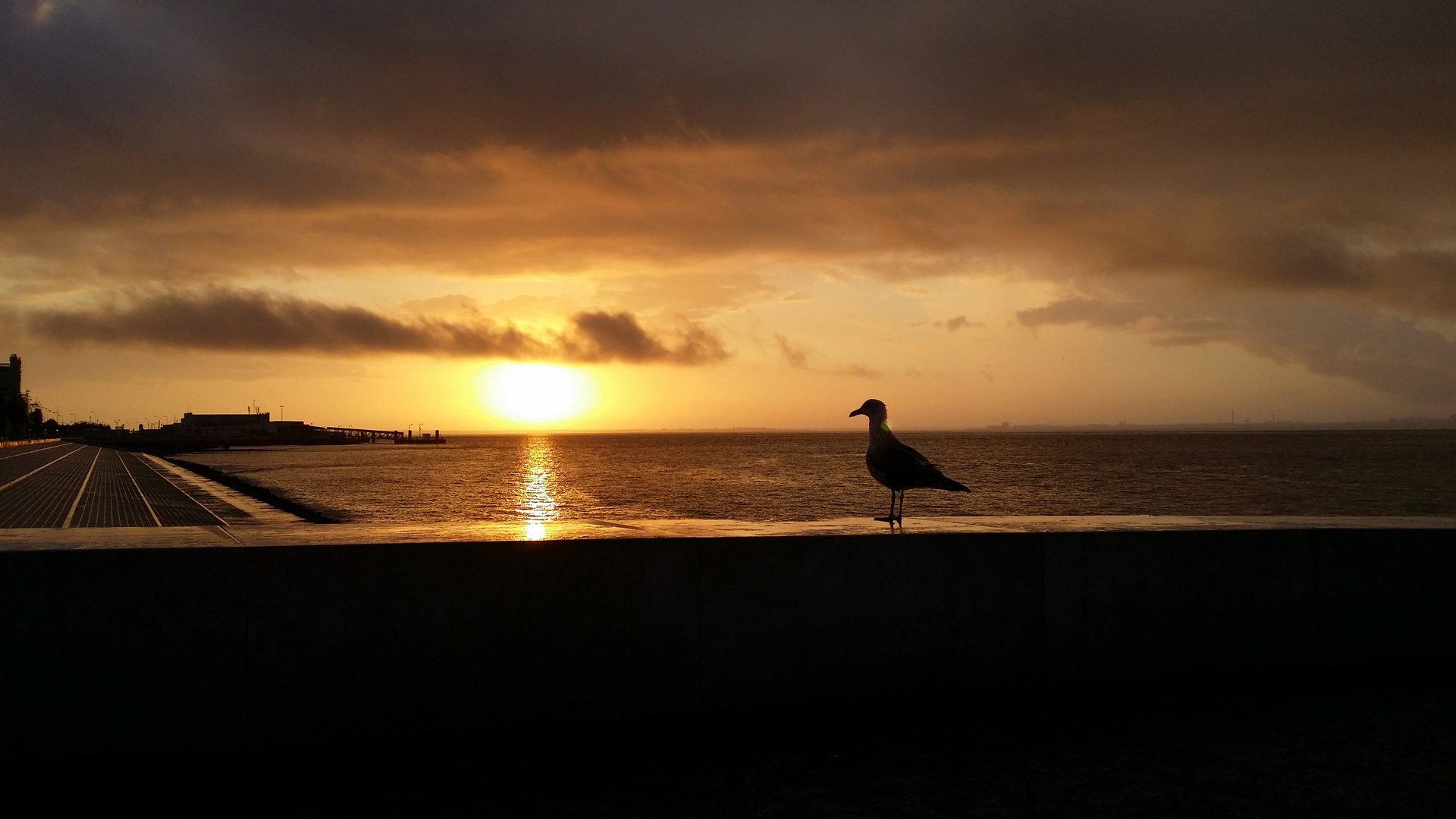 Lisbon sunrise with seagull