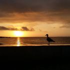 Lisbon sunrise with seagull