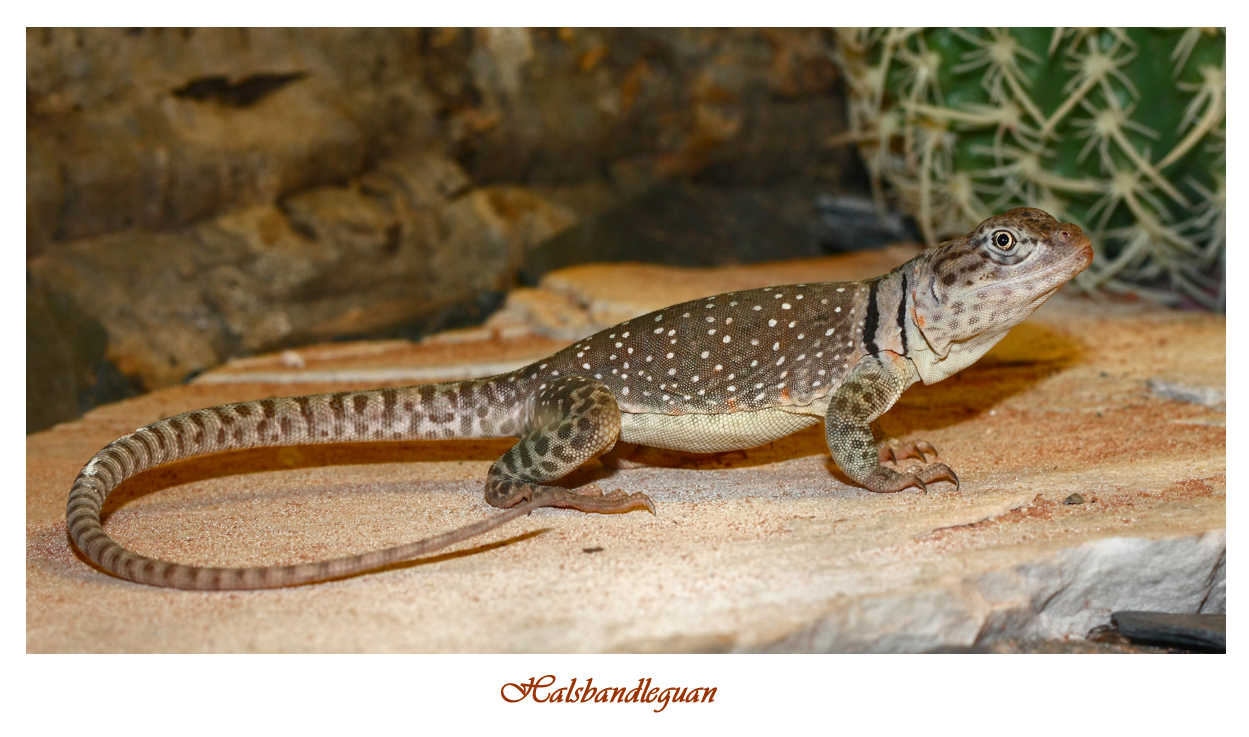 Lise, mein weiblicher Halsbandleguan