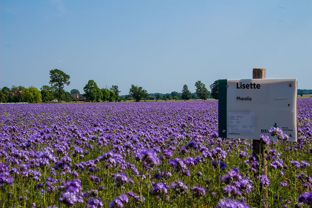 lisette phacelia