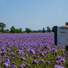 lisette phacelia