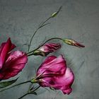 Lisianthus