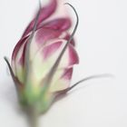 Lisianthus 2