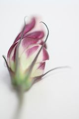 Lisianthus 2