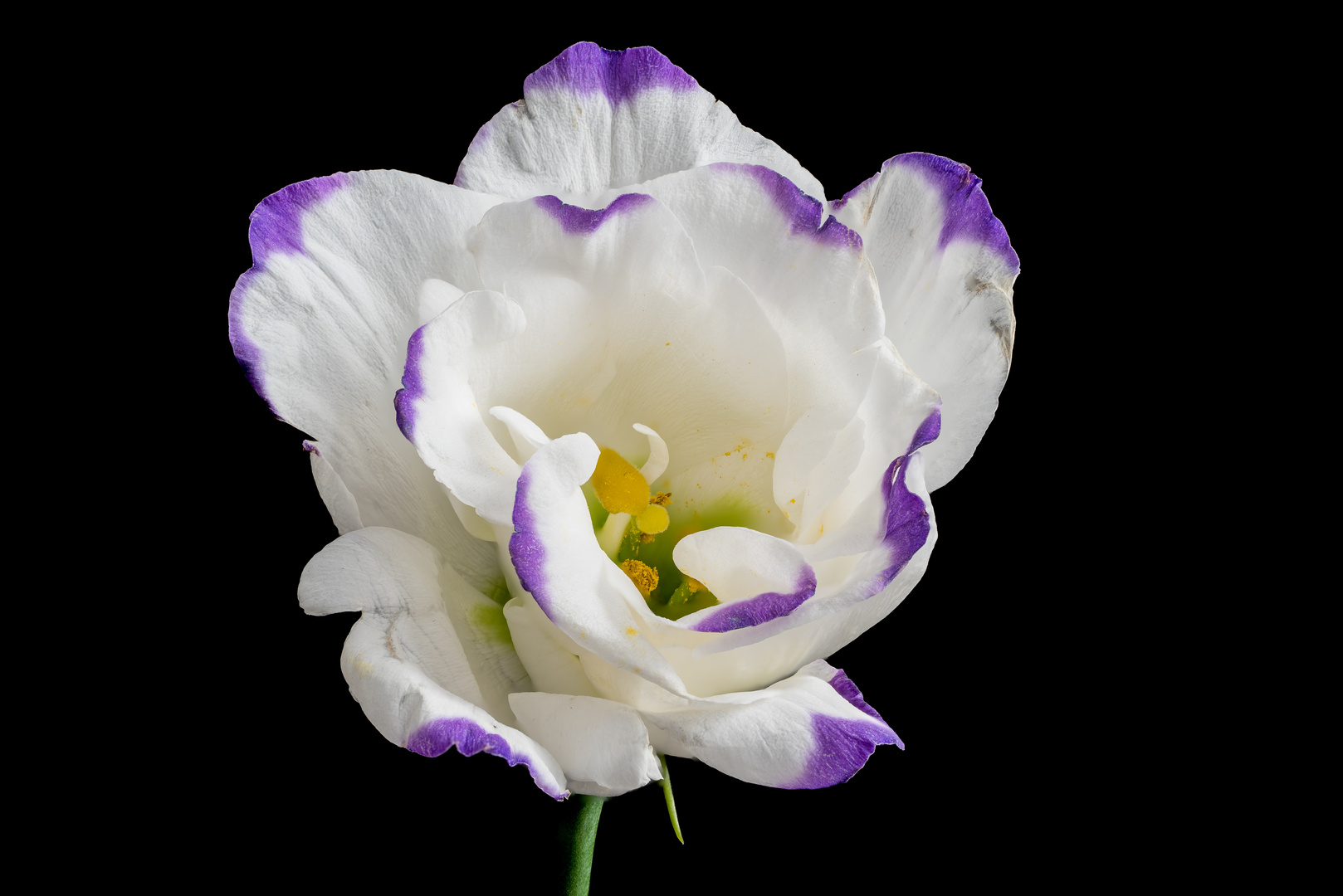 Lisianthus