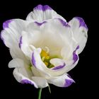 Lisianthus