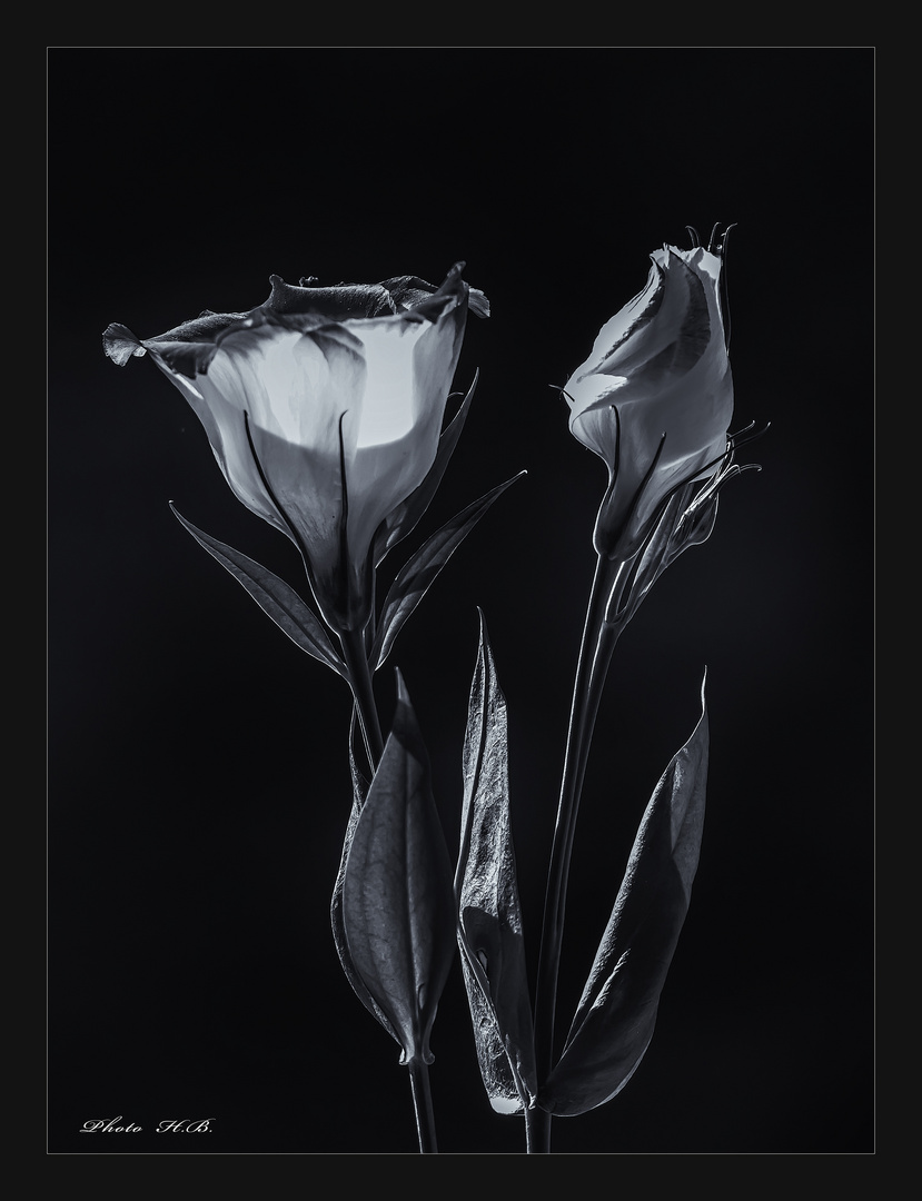 Lisianthus