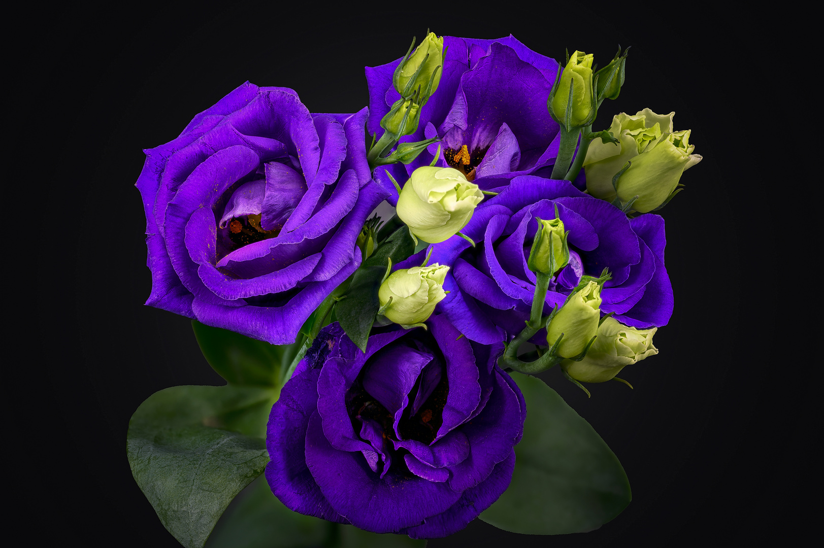 Lisianthus