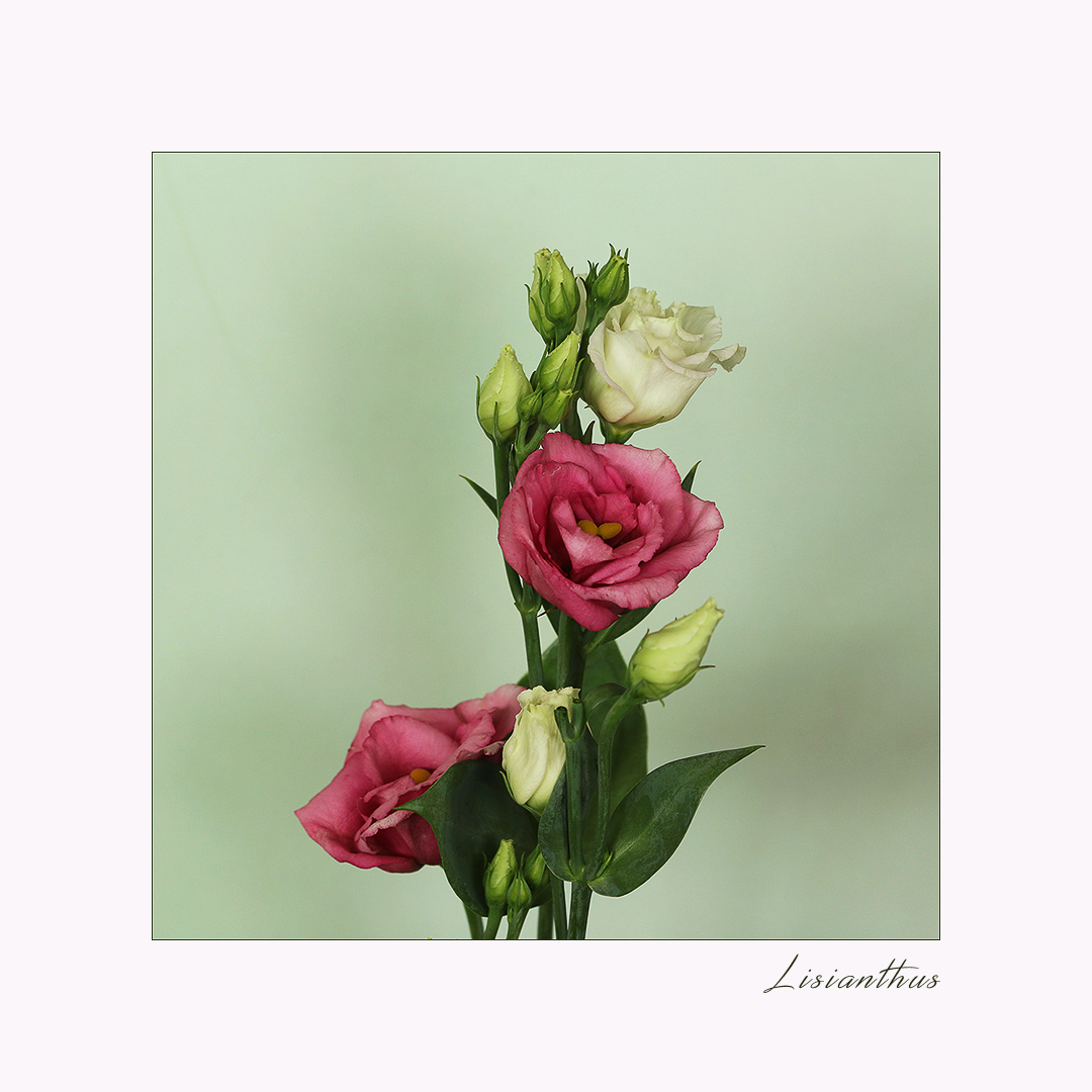 Lisianthus...