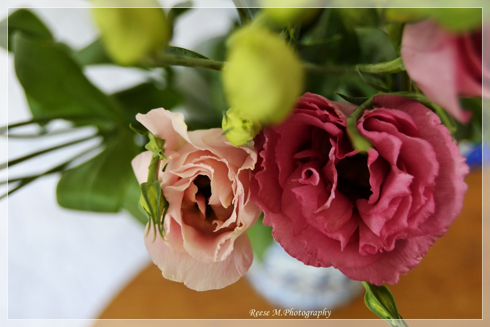 Lisianthus