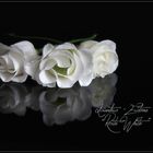 LISIANTHUS