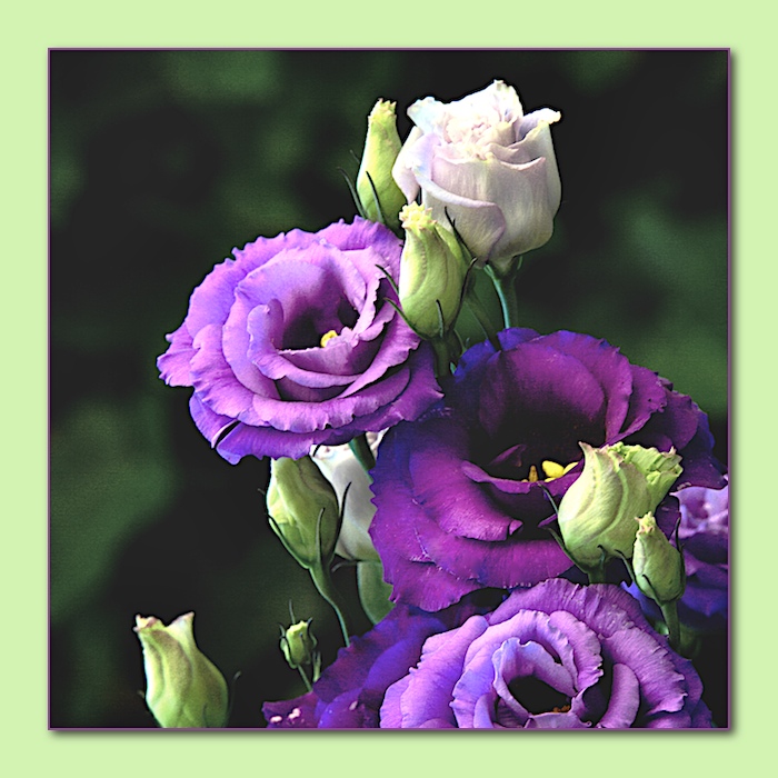 Lisianthus...