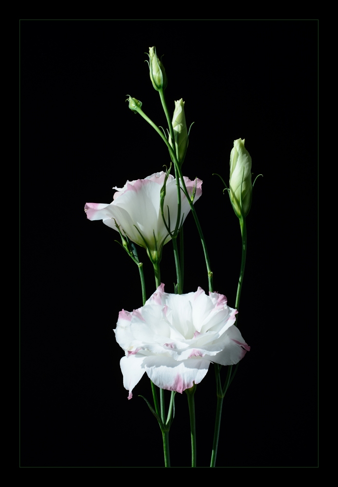 Lisianthus