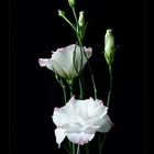 Lisianthus