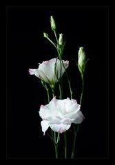 Lisianthus