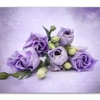 LISIANTHUS