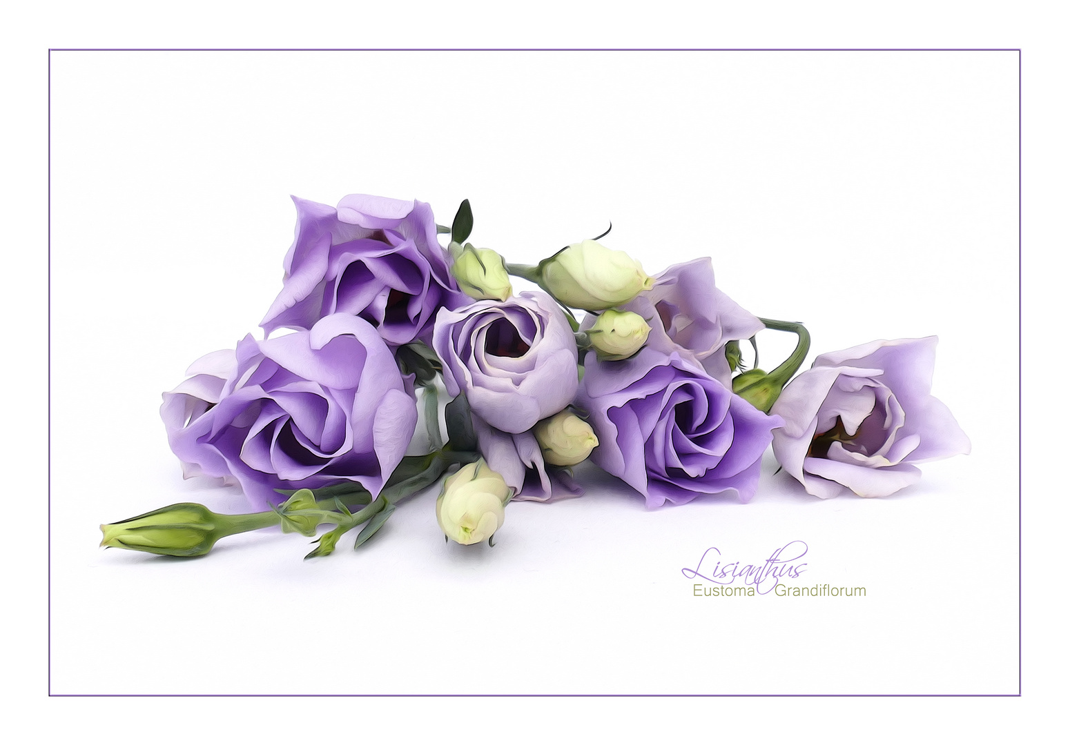 LISIANTHUS