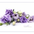 LISIANTHUS