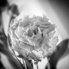 Lisianthus