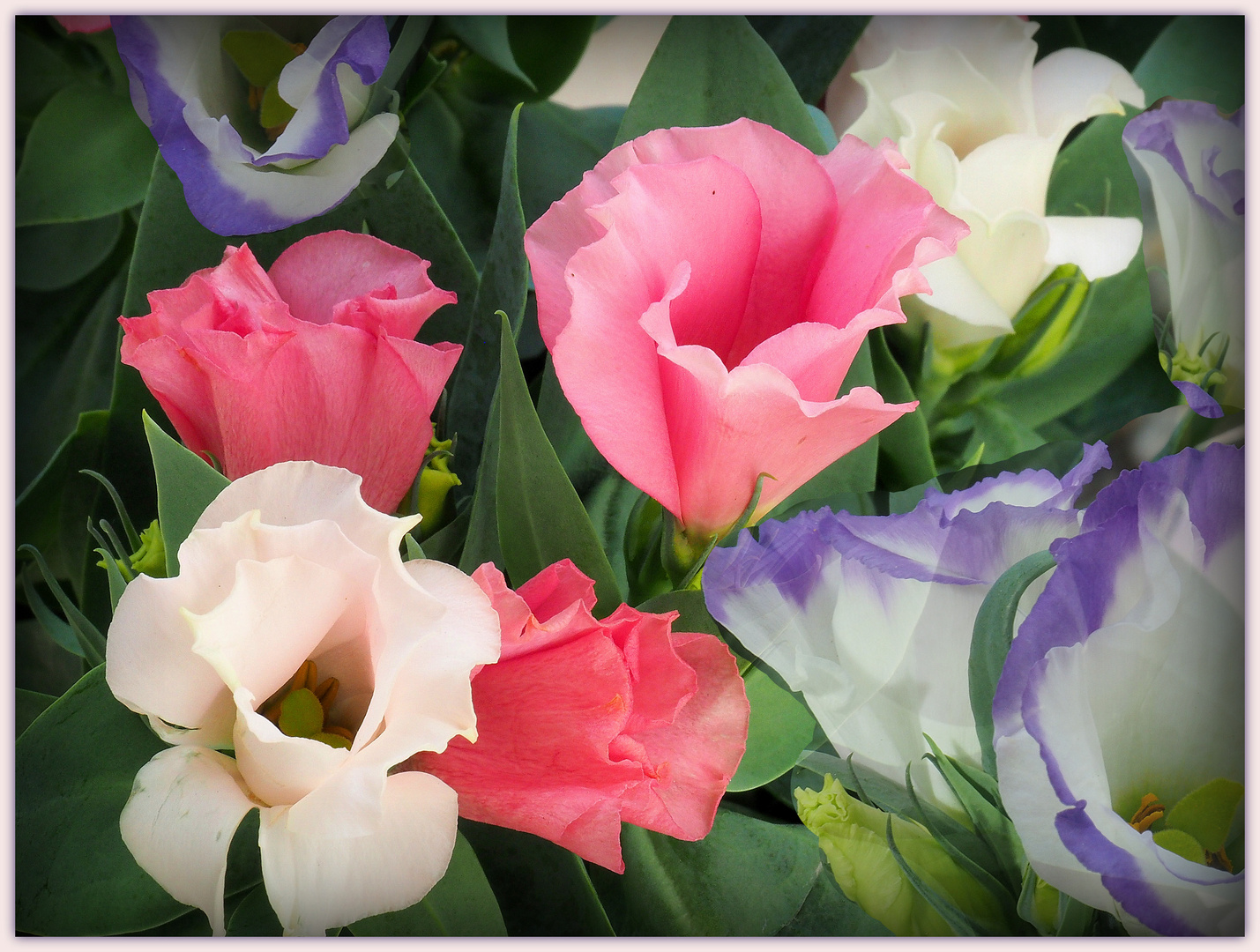 Lisianthus  -  Eustoma