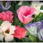 Lisianthus  -  Eustoma