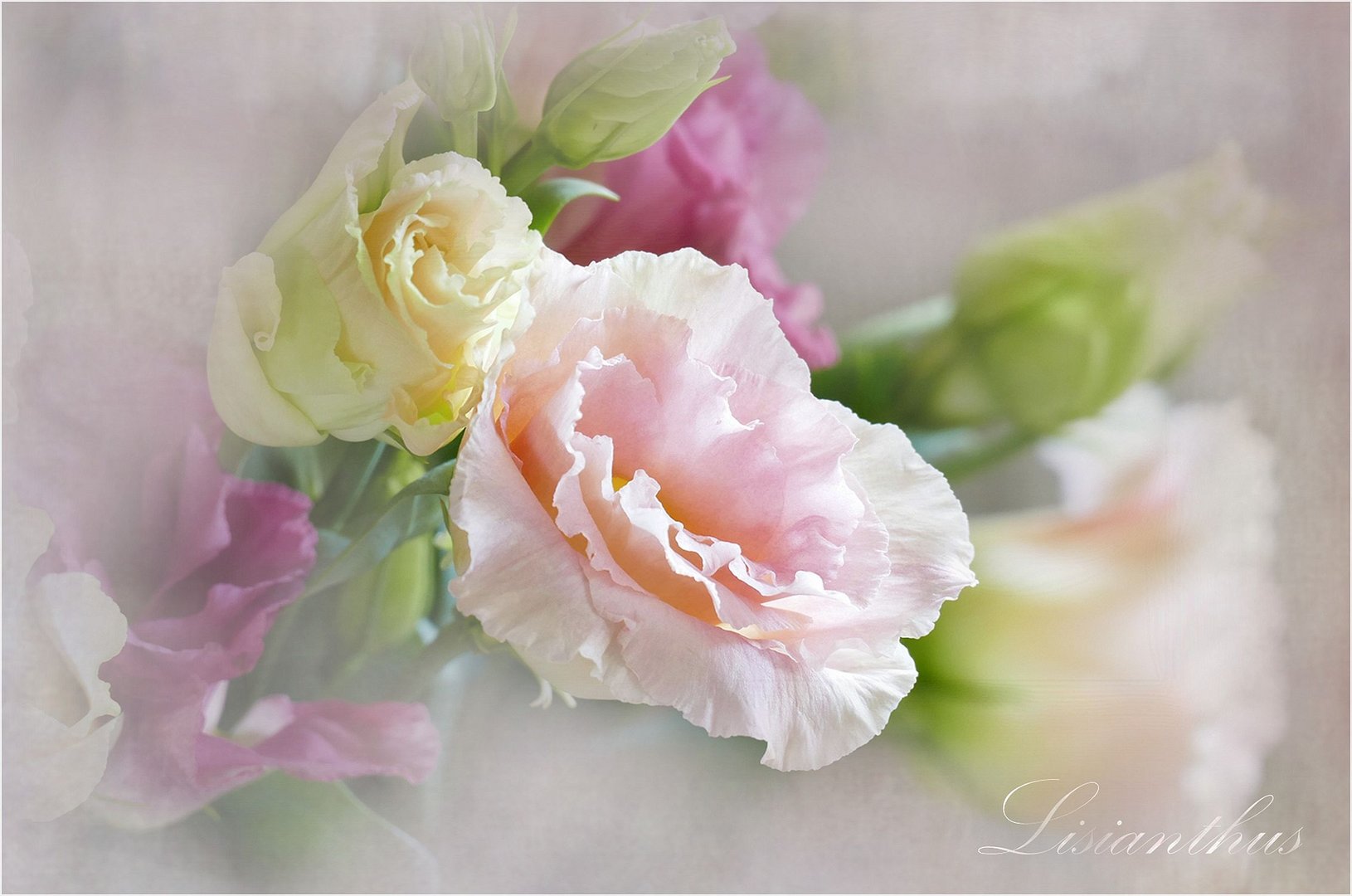 Lisianthus