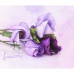 LISIANTHUS