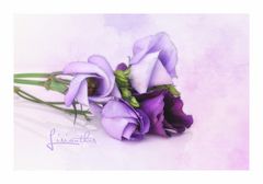 LISIANTHUS