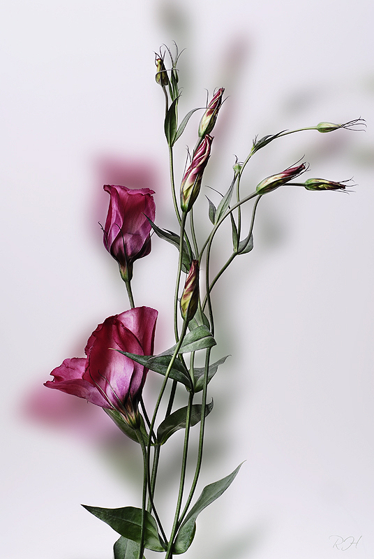 Lisianthus II