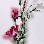 Lisianthus II