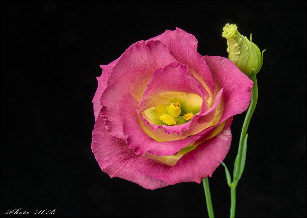  Lisianthus oder Prärie Enzian