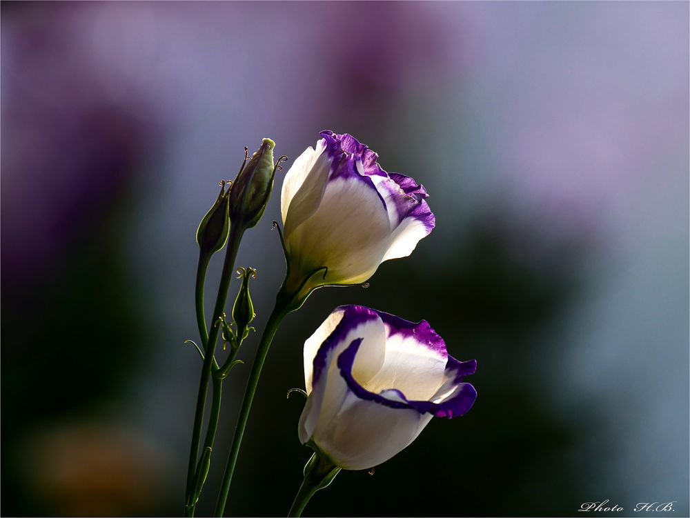 Lisianthus - Prärierose - im Gegenlicht