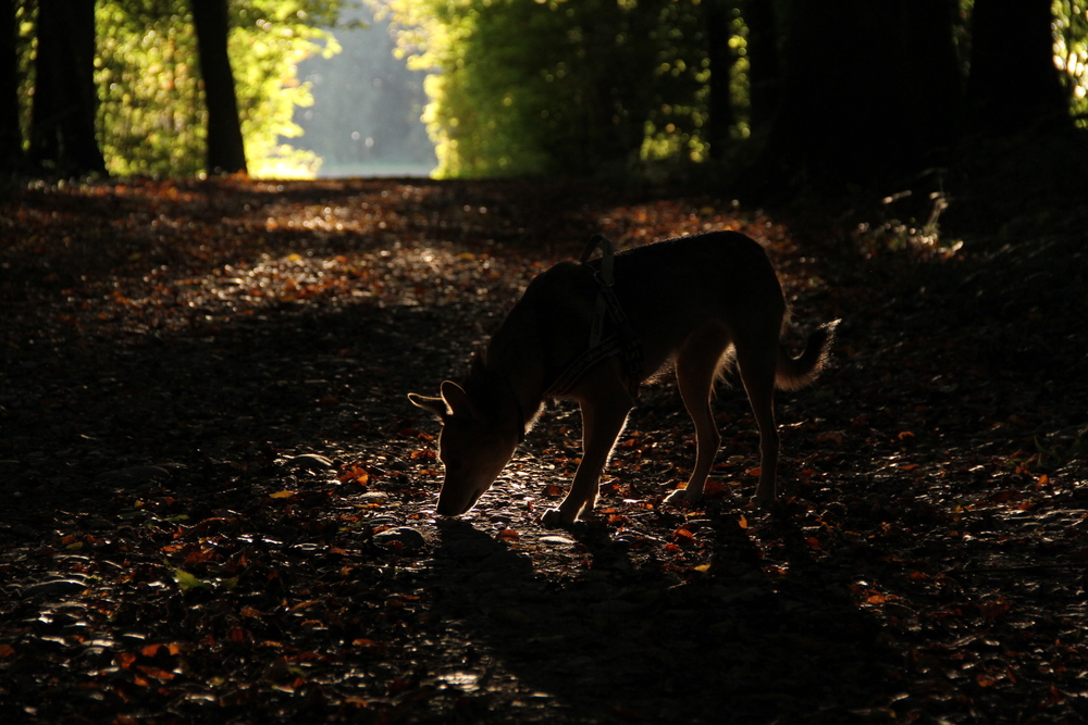 Liska im Gegenlicht