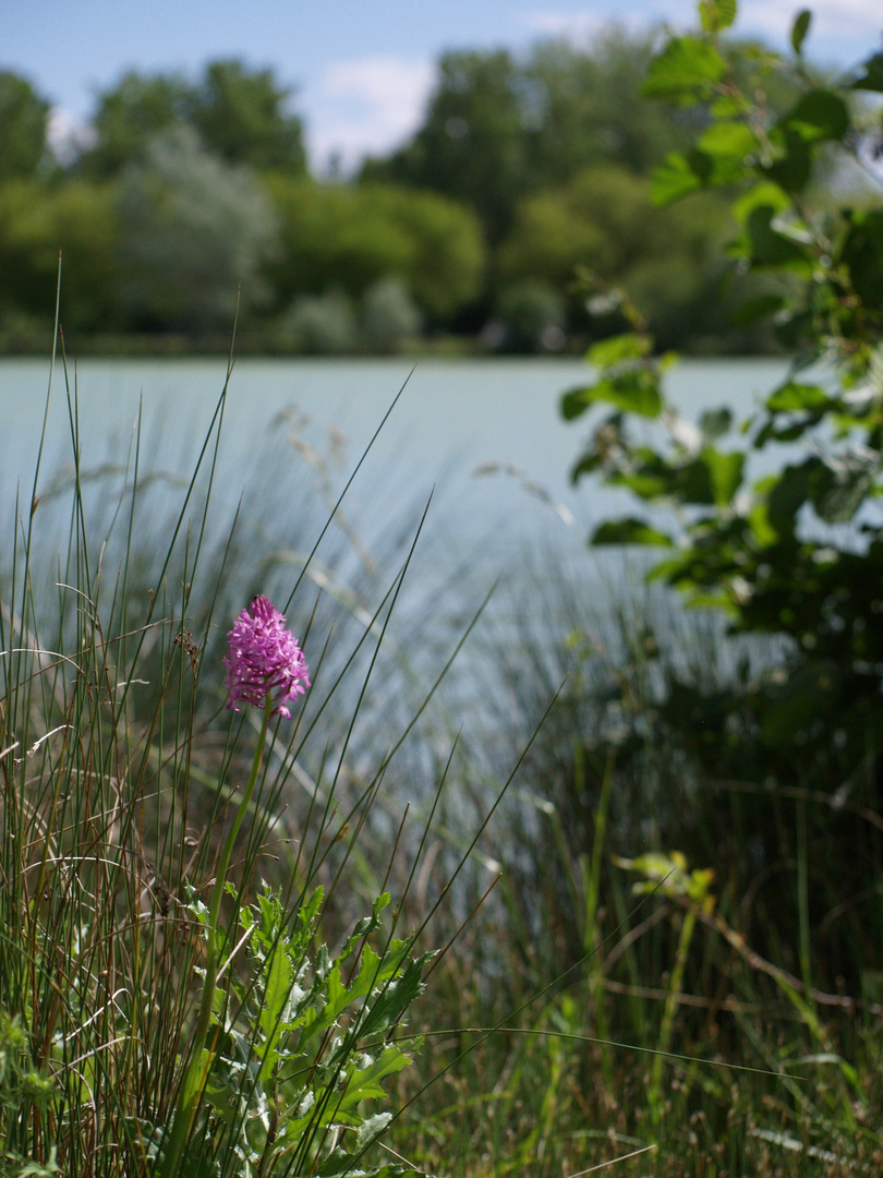 l’Isle Jourdain (Gers) - Orchis pyramidal sur une berge du lac - Orchidee am See