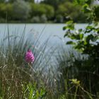 l’Isle Jourdain (Gers) - Orchis pyramidal sur une berge du lac - Orchidee am See