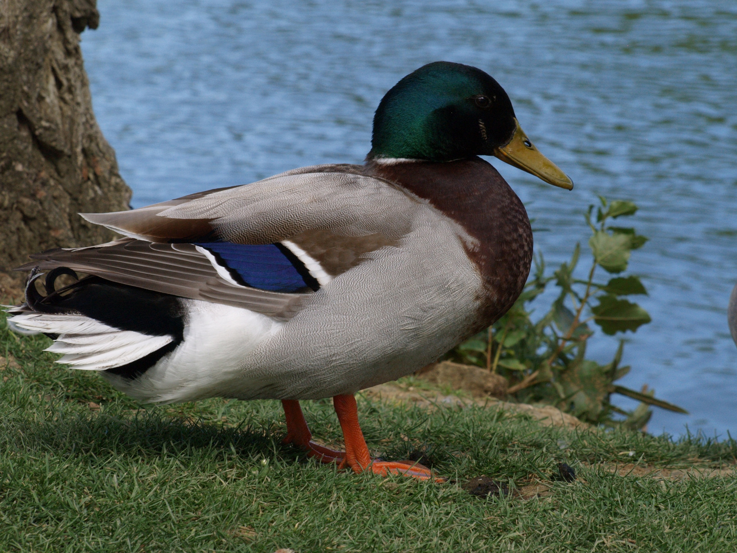 L’Isle Jourdain (Gers) - Un canard sur la berge du lac - Eine Ente am Seeufer