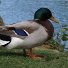 L’Isle Jourdain (Gers) - Un canard sur la berge du lac - Eine Ente am Seeufer