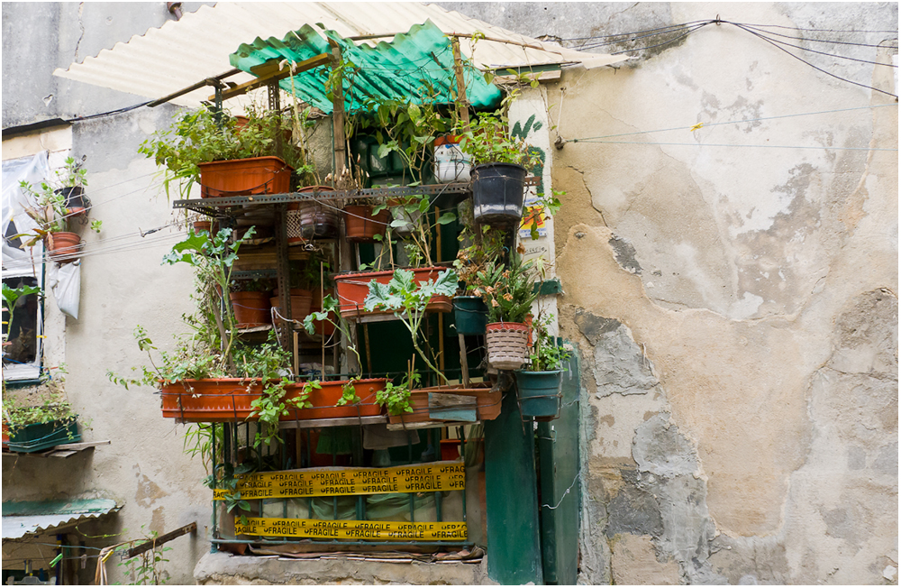 Lissabon, der eigene kleine Gemüsegarten....