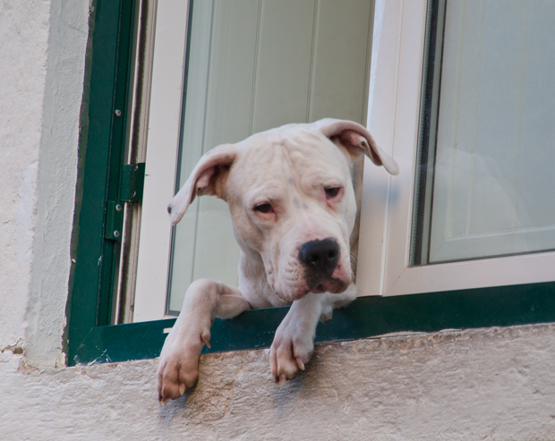 Lissabon  Hund 