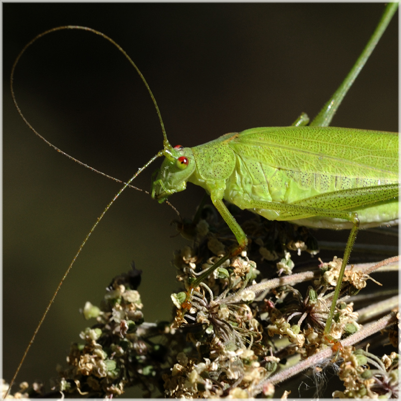 Lissage d'antenne