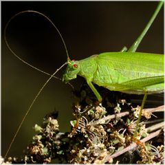 Lissage d'antenne