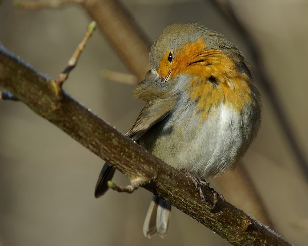 Lissage plumage von leonh 