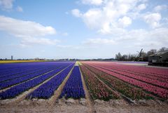 Lisse Loosterweg Noord 01