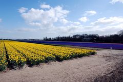 Lisse Loosterweg Noord 02