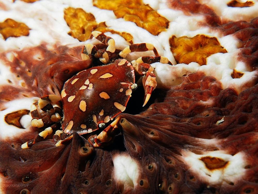 Lissocarcinus orbicularis 